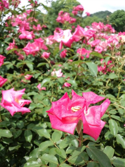 須磨離宮公園のバラ