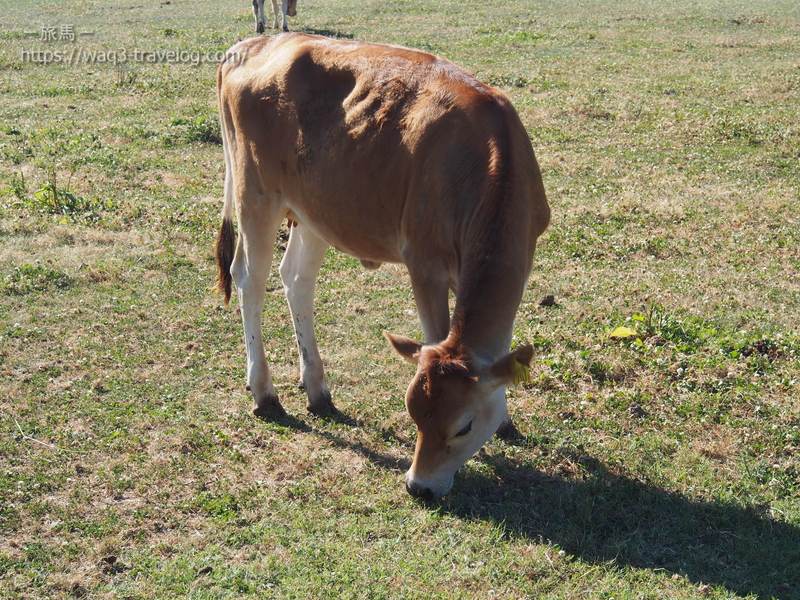 共進牧場のジャージー牛