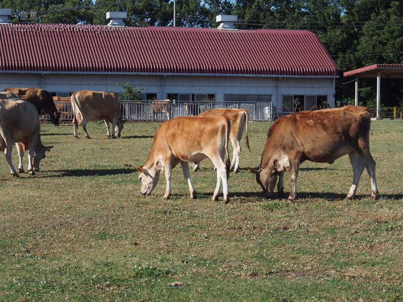 共進牧場のジャージー牛
