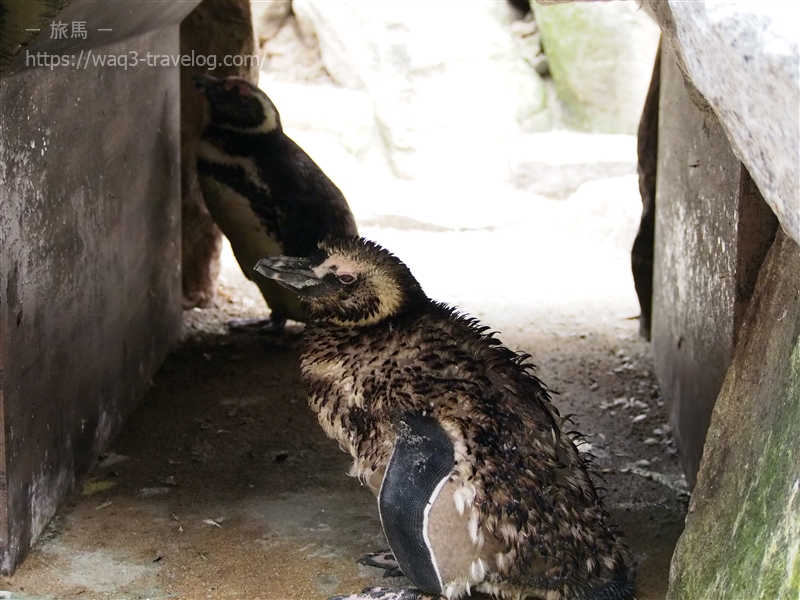 須磨水族園のマゼランペンギン