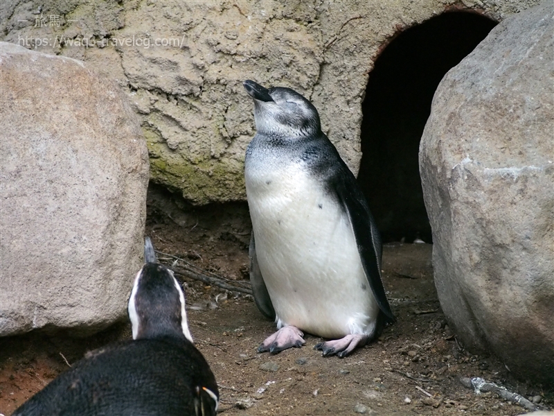 須磨水族園のマゼランペンギン